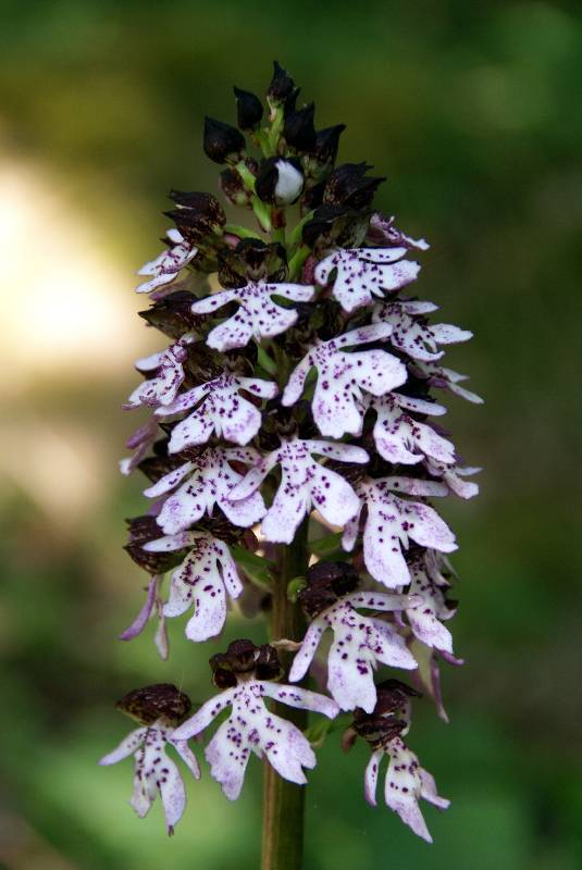 Unser Orchideenpark Bild Nr.046